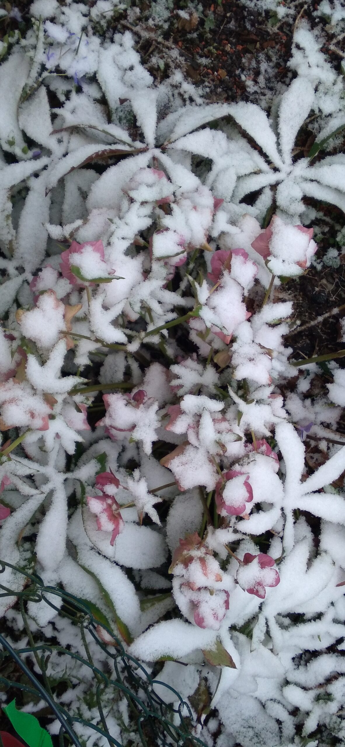Schnee deckt Blüten zu.