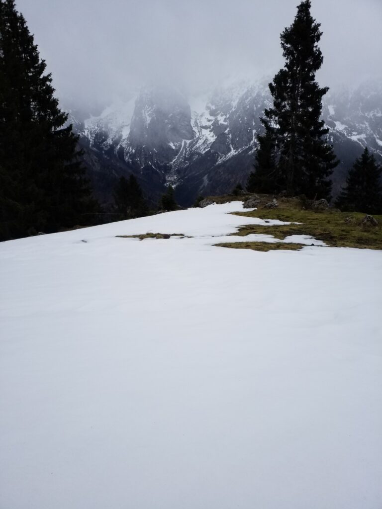 Schneefeld auf einer Hochgebirgswiese. Dahinter Nadelbäume, Blick auf das Hochgebirge im Nebel.