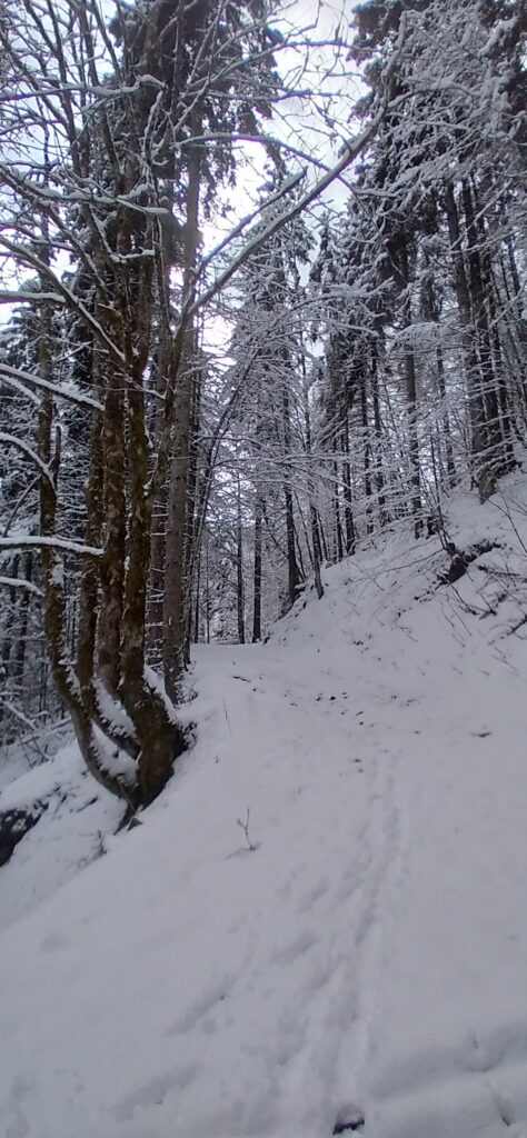 Weg durch den Wald in knöchelhohem Schnee. Bedeckter Himmel. Vorfrühling.