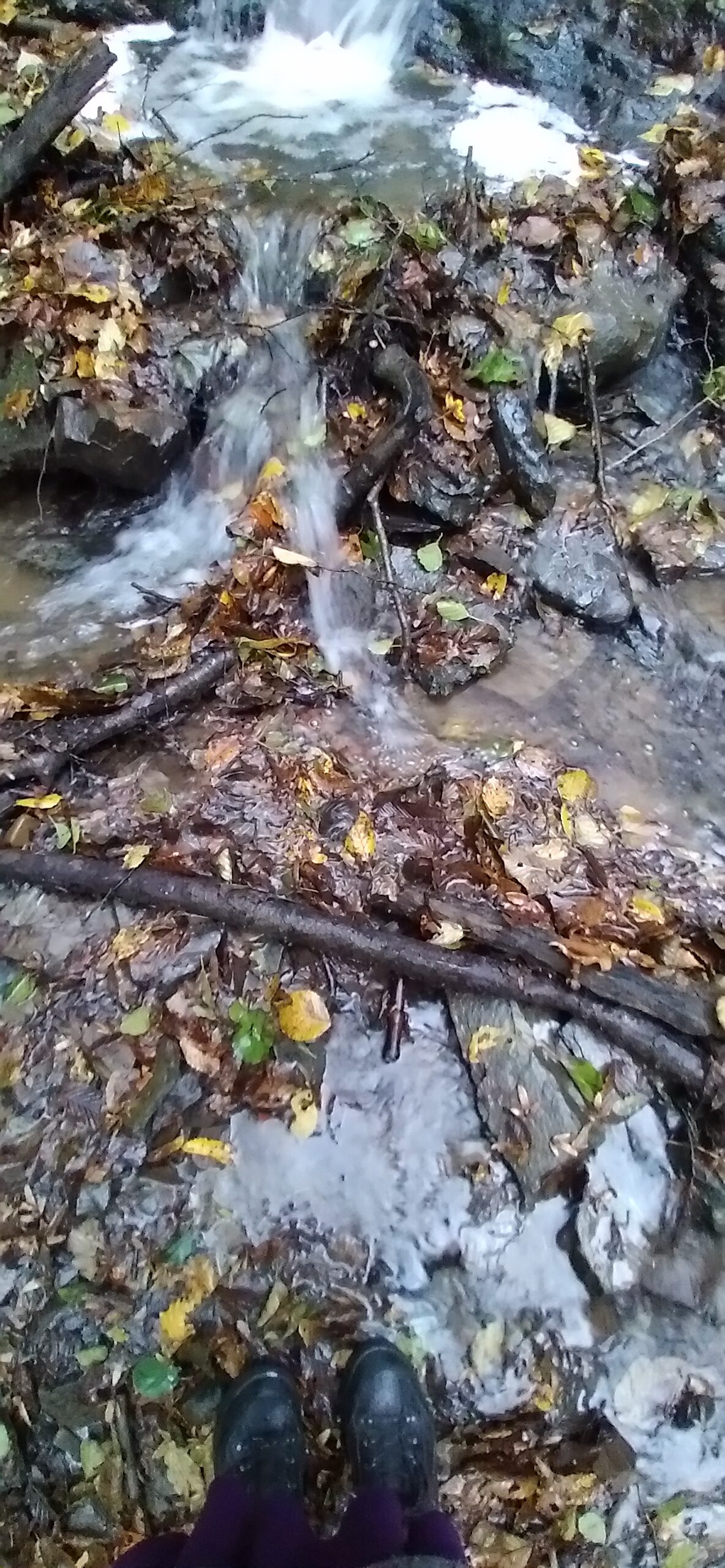 Am Fließwasser im Herbstwald.