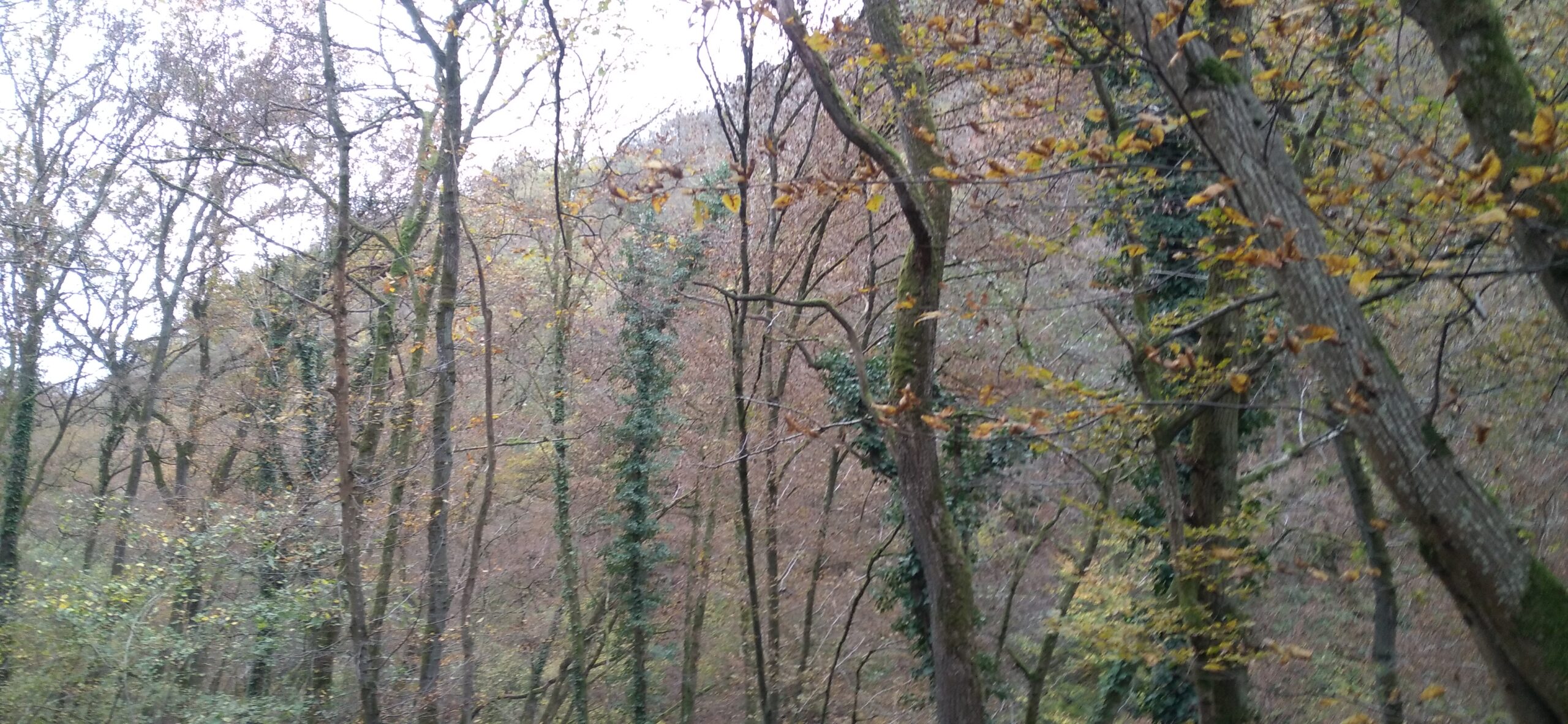 Herbstwald, ausgedünnt