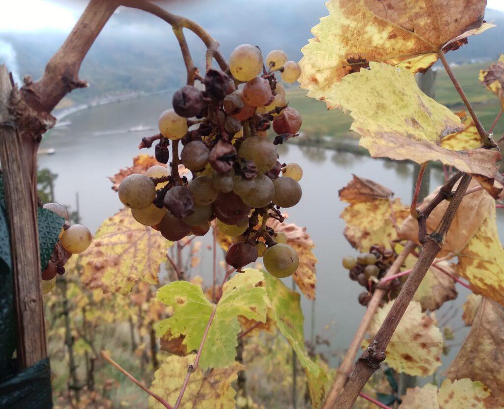 Traube aus überreifen und faulenden Beeren. Runderherum hellgrünes und gelbes Laub mit braunen Sprenkeln. Hintergrund: steiler Abhang zur Mosel.