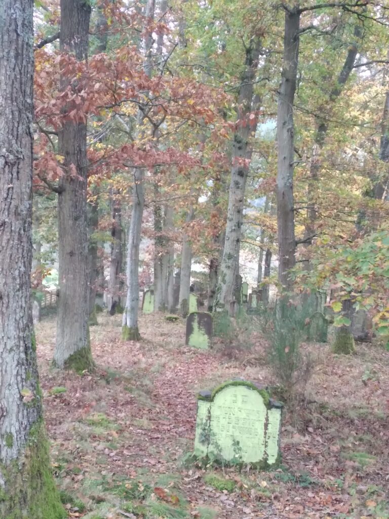 Hohe Bäume, lichter Herbstwald, Grabsteine mit hebräischer Aufschrift wie im Wald verstreut.